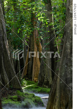 Green moss forest tree wood, Green nature calming summer warm day, Scenic forest of fresh green wood deciduous forest tree moss, Tree and moss woodland. Green moss forest tree wood, Green nature calming summer warm day, Scenic forest of fresh green wood deciduous forest tree moss, Tree and moss woodland. 120477420