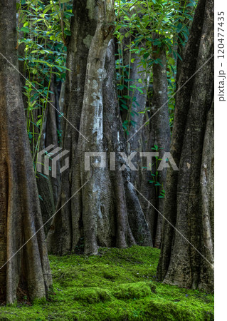 Green moss forest tree wood, Green nature calming summer warm day, Scenic forest of fresh green wood deciduous forest tree moss, Tree and moss woodland. 120477435