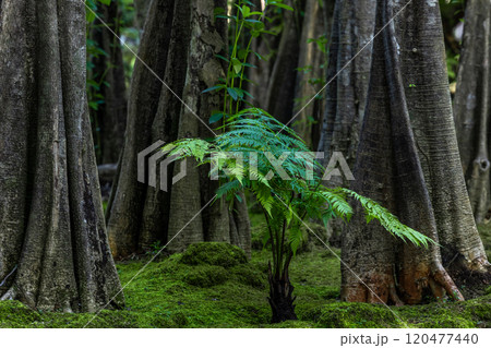 Green moss forest tree wood, Green nature calming summer warm day, Scenic forest of fresh green wood deciduous forest tree moss, Tree and moss woodland. Green moss forest tree wood, Green nature calming summer warm day, Scenic forest of fresh green wood deciduous forest tree moss, Tree and moss woodland. 120477440