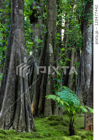 Green moss forest tree wood, Green nature calming summer warm day, Scenic forest of fresh green wood deciduous forest tree moss, Tree and moss woodland. Green moss forest tree wood, Green nature calming summer warm day, Scenic forest of fresh green wood deciduous forest tree moss, Tree and moss woodland. 120477442