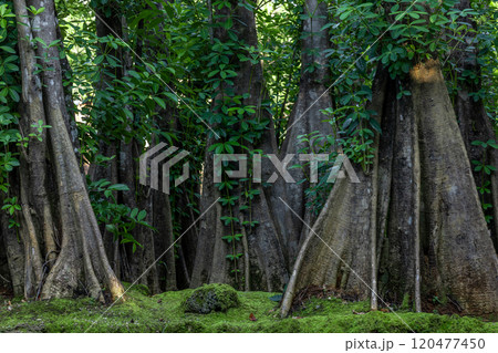 Green moss forest tree wood, Green nature calming summer warm day, Scenic forest of fresh green wood deciduous forest tree moss, Tree and moss woodland. 120477450