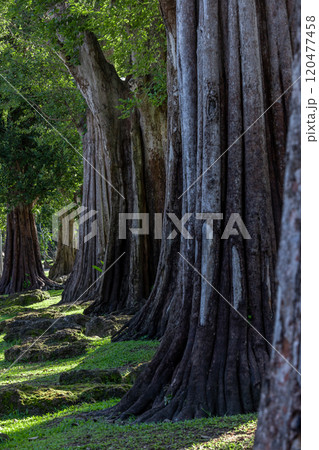 Giant green tree forest trunk with green fresh leaves, Giant tree forest calming summer warm day, Green forest in season conservation of nature environment. 120477458
