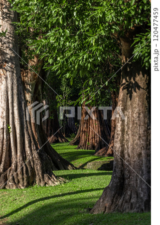 Giant green tree forest trunk with green fresh leaves, Giant tree forest calming summer warm day, Green forest in season conservation of nature environment. 120477459