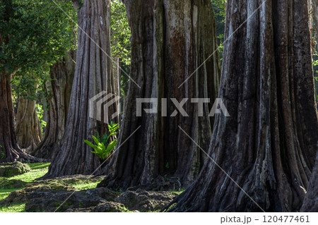 Giant green tree forest trunk with green fresh leaves, Giant tree forest calming summer warm day, Green forest in season conservation of nature environment. Giant green tree forest trunk with green fresh leaves, Giant tree forest calming summer warm day, Green forest in season conservation of nature environment. 120477461