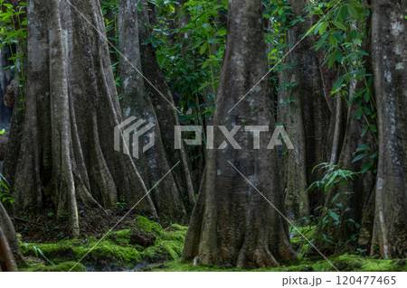 Green moss forest tree wood, Green nature calming summer warm day, Scenic forest of fresh green wood deciduous forest tree moss, Tree and moss woodland. 120477465