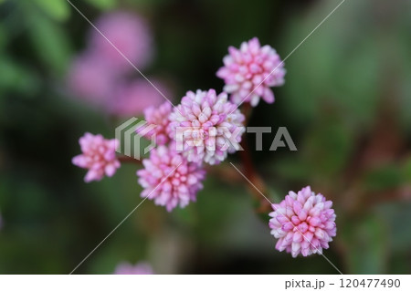 秋の庭に咲くヒメツルソバのピンク色の花 秋の庭に咲くヒメツルソバのピンク色の花 120477490