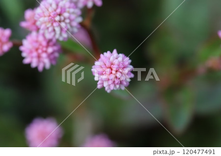 秋の庭に咲くヒメツルソバのピンク色の花 秋の庭に咲くヒメツルソバのピンク色の花 120477491