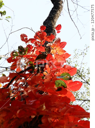 逆光に赤く明るい蔦紅葉 120477575