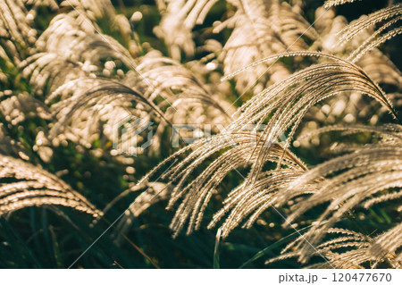風に揺れる夕日に照らされた金色のススキのアップ写真 風に揺れる夕日に照らされた金色のススキのアップ写真 120477670