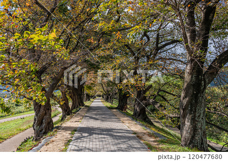晩秋の背割堤風景　京都府八幡市 120477680