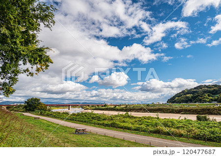 晩秋の背割堤から木津川御幸橋方面の景観　京都府八幡市 120477687