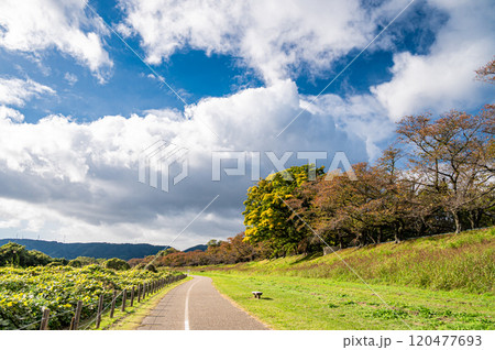 晩秋の背割堤　木津川河川敷風景　京都府八幡市 120477693