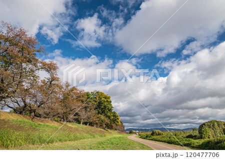 晩秋の背割堤　木津川側の景観　京都府八幡市 120477706