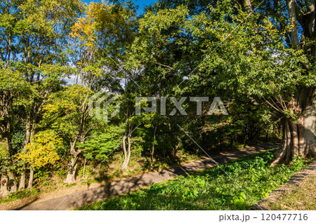 晩秋の背割堤から宇治川河川敷雑木林の景観 京都府八幡市 晩秋の背割堤から宇治川河川敷雑木林の景観 京都府八幡市 120477716
