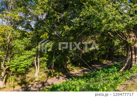 晩秋の背割堤から宇治川河川敷雑木林の景観 京都府八幡市 晩秋の背割堤から宇治川河川敷雑木林の景観 京都府八幡市 120477717