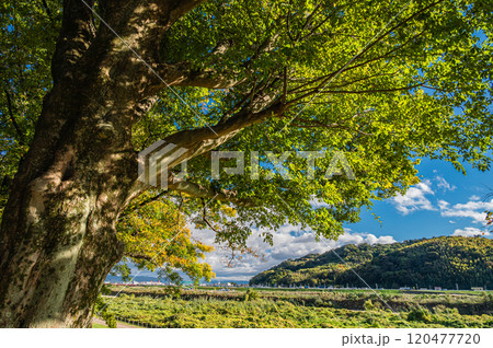晩秋の背割堤から木津川方面の景観　京都府八幡市 120477720