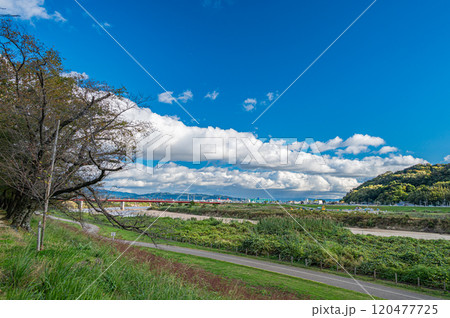 晩秋の背割堤から木津川方面の景観　京都府八幡市 120477725