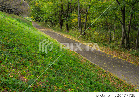 晩秋の背割堤から宇治川河川敷の雑木林　京都府八幡市 120477729