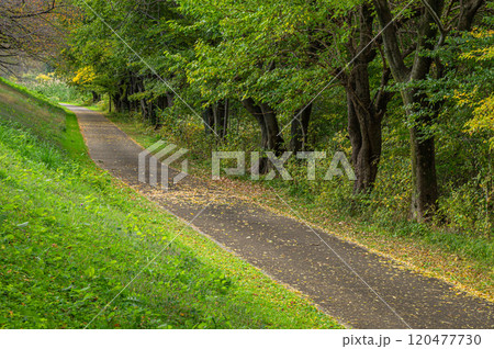 晩秋の背割堤から宇治川河川敷の雑木林　京都府八幡市 120477730