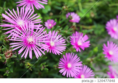 ピンクの花を咲かせるマツバギク ピンクの花を咲かせるマツバギク 120477848