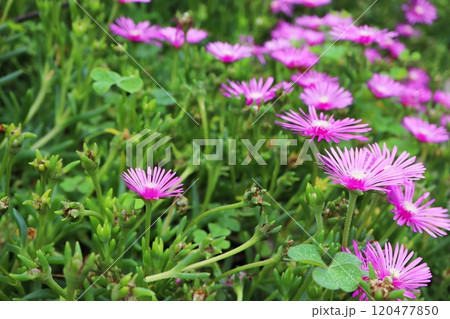 マツバギクのピンクの花 マツバギクのピンクの花 120477850