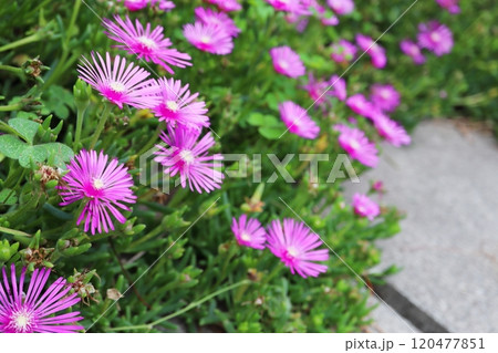 マツバギクのピンクの花 マツバギクのピンクの花 120477851