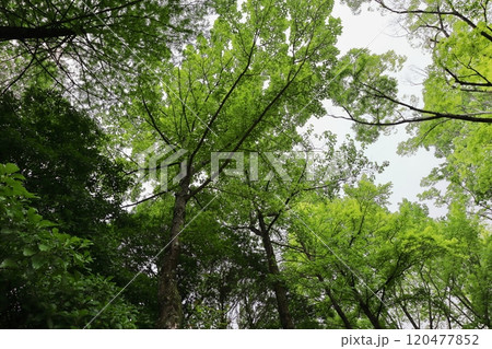 公園に植えられたフウとモミジバフウの木 公園に植えられたフウとモミジバフウの木 120477852