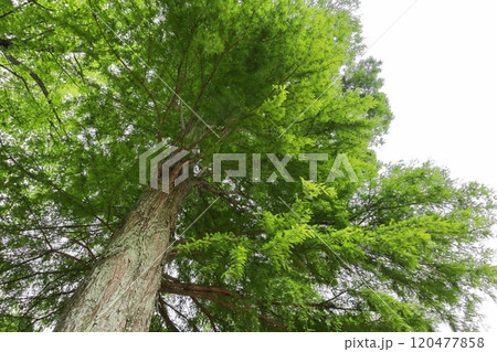 公園に植えられているヌマスギの大木 120477858
