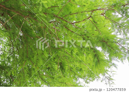 公園に植えられているヌマスギ 公園に植えられているヌマスギ 120477859