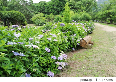 公園の道沿いに咲くアジサイ 公園の道沿いに咲くアジサイ 120477860