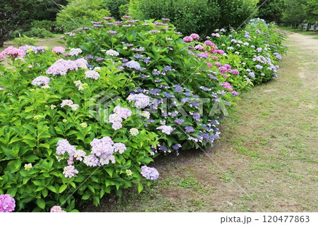 公園に咲く色とりどりの紫陽花 公園に咲く色とりどりの紫陽花 120477863