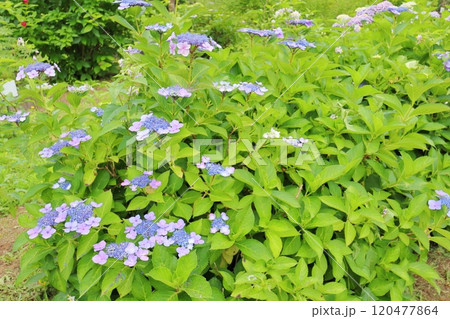 淡い紫色のガクアジサイ 120477864