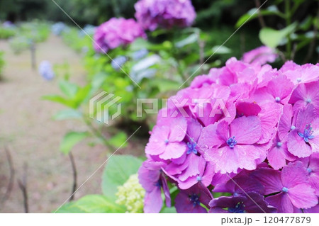 濃い赤紫に中央が青い装飾花の紫陽花 濃い赤紫に中央が青い装飾花の紫陽花 120477879