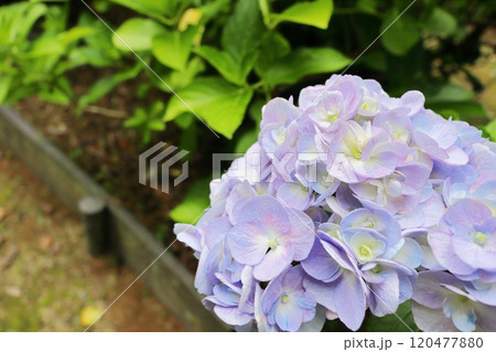 パステルカラーの薄紫色をした八重咲きのアジサイ パステルカラーの薄紫色をした八重咲きのアジサイ 120477880