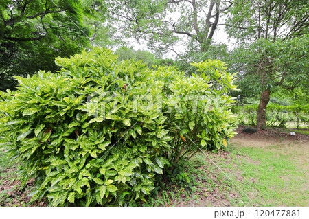 公園に植えられたのアオキの木 公園に植えられたのアオキの木 120477881