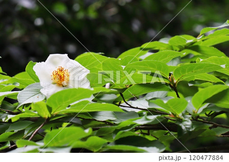 白いナツツバキの花 120477884