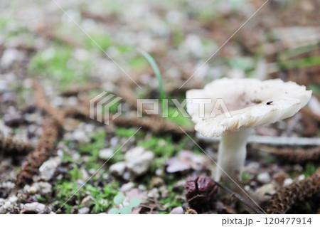 落ち葉の間から生えるカサの肉厚な白いキノコ 120477914