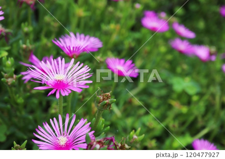 マツバギクの花 120477927
