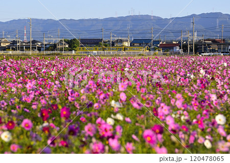 青空の中のコスモス畑 120478065