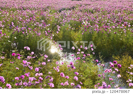 コスモスが広がる花畑 コスモスが広がる花畑 120478067