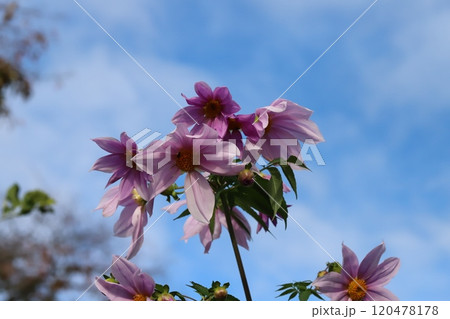 秋の青空の下に咲く皇帝ダリア（木立ダリア）の花 120478178