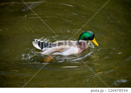 水面を泳ぐ美しい模様のカモのクローズアップ 120478554