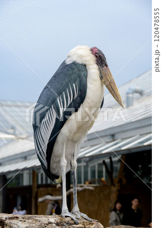 マライアバシの静かな姿 — 長い脚と大きなくちばしが特徴的な鳥 120478555
