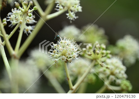 ヤツデ（八手）の花 120479130