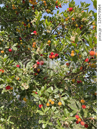 Fruit and leaves of wax berry on tree. Sunny fall day in Italy. Mountains and nature. Background for design.  120479964