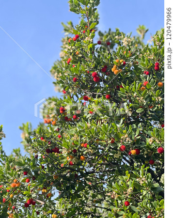 Fruit and leaves of wax berry on tree. Sunny fall day in Italy. Mountains and nature. Background for design.  120479966