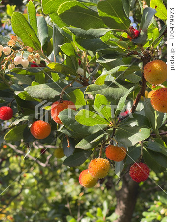 Fruit and leaves of wax berry on tree. Sunny fall day in Italy. Mountains and nature. Background for design.  120479973