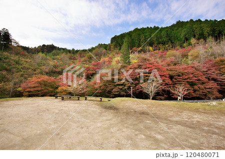 下ヶ渕のカエデ並木 紅葉 7 下ヶ渕のカエデ並木 紅葉 7 120480071