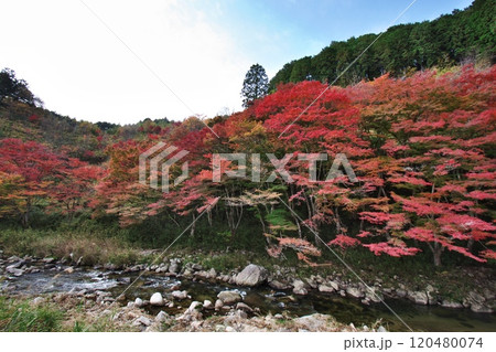 下ヶ渕のカエデ並木 紅葉 10 下ヶ渕のカエデ並木 紅葉 10 120480074