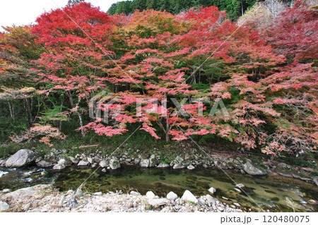下ヶ渕のカエデ並木 紅葉 11 下ヶ渕のカエデ並木 紅葉 11 120480075